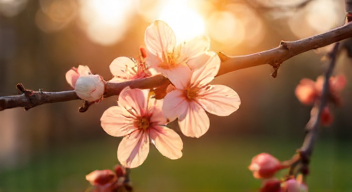 Ich erinnere mich an die ersten Sonnenstrahlen im Frühling (1/10)